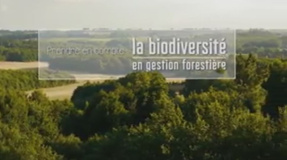Prise en compte de la biodiversité dans la gestion forestière - Vignette