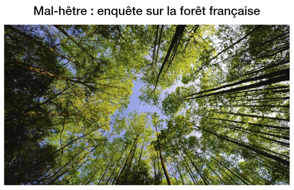 Mal-hêtre - Enquête sur la forêt française - Vignette