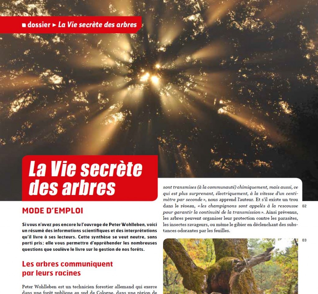 Forêts de France - La vie secrète des arbres - Vignette